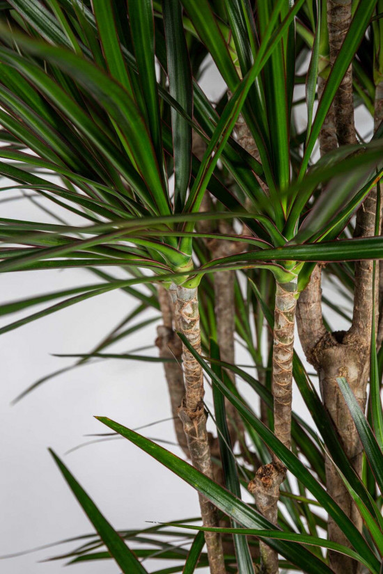 Dračinec vroubený, Dracaena marginata, větvený, průměr květináče 30 cm-23672