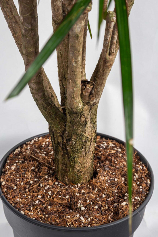Dračinec vroubený, Dracaena marginata, větvený, průměr květináče 30 cm-23673