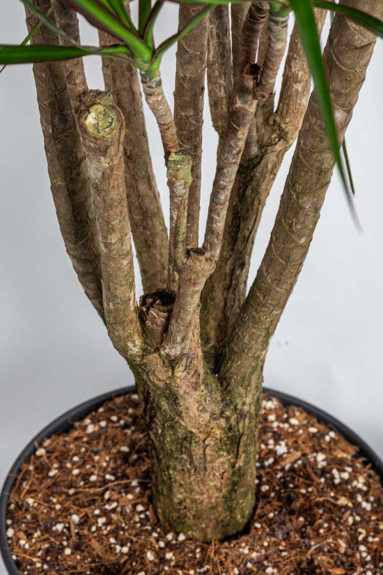 Dračinec vroubený, Dracaena marginata, větvený, průměr květináče 30 cm-23674