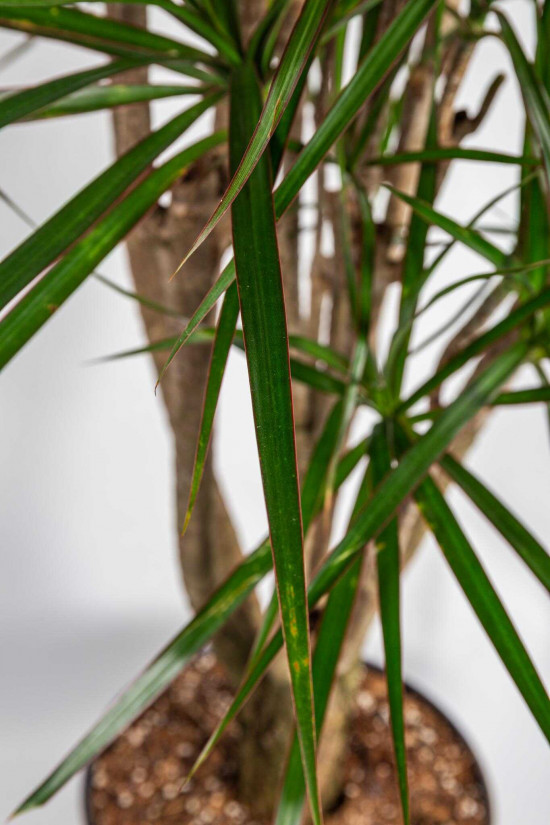 Dračinec vroubený, Dracaena marginata, větvený, průměr květináče 30 cm-23675