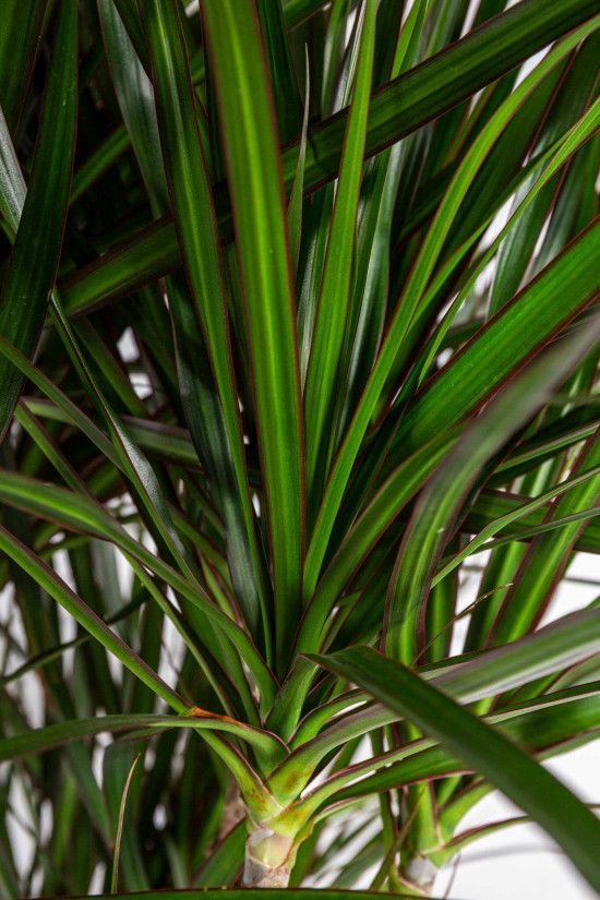 Dračinec vroubený, Dracaena marginata, větvený, průměr květináče 30 cm-23676