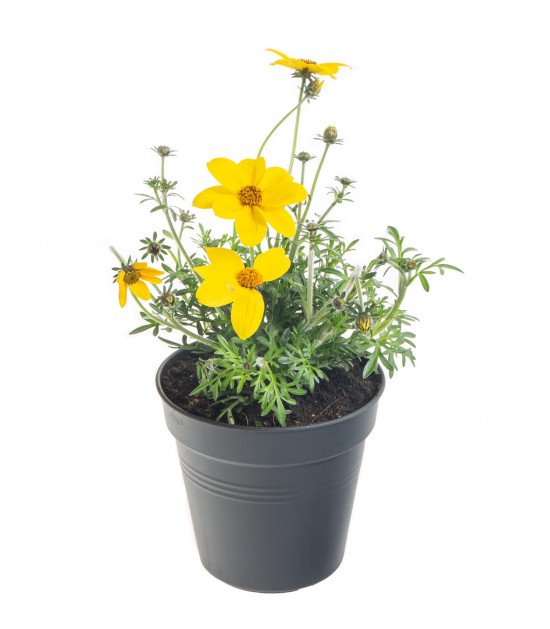 Dvouzubec, Bidens, žlutý, průměr květináče 10 - 12 cm-8057