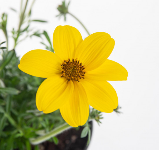 Dvouzubec, Bidens, žlutý, průměr květináče 10 - 12 cm-8058
