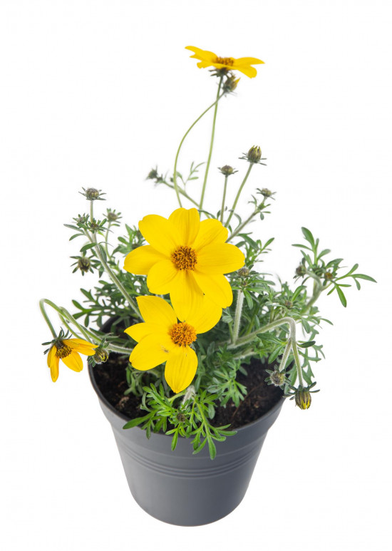 Dvouzubec, Bidens, žlutý, průměr květináče 10 - 12 cm-8059