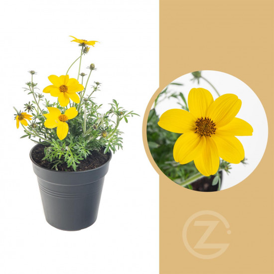 Dvouzubec, Bidens, žlutý, průměr květináče 10 - 12 cm