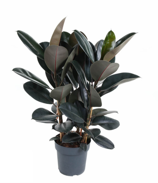 Ficus elastica 'Abidjan'