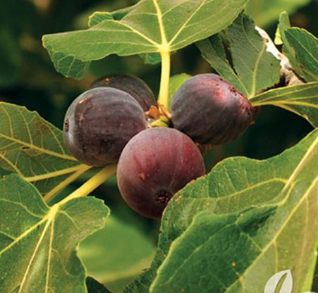 Fíkovník, Ficus carica Brown Turkey, velikost kontejneru 10 l