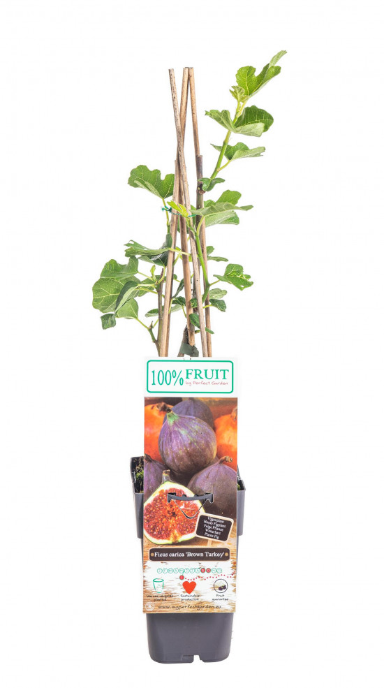 Fíkovník, Ficus carica, velikost kontejneru 1,8 l
