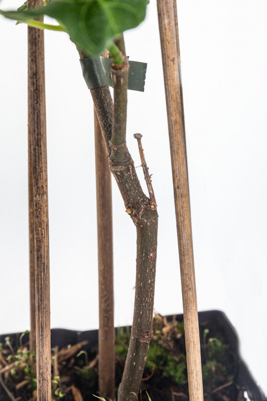 Fíkovník, Ficus carica, velikost kontejneru 1,8 l-22177