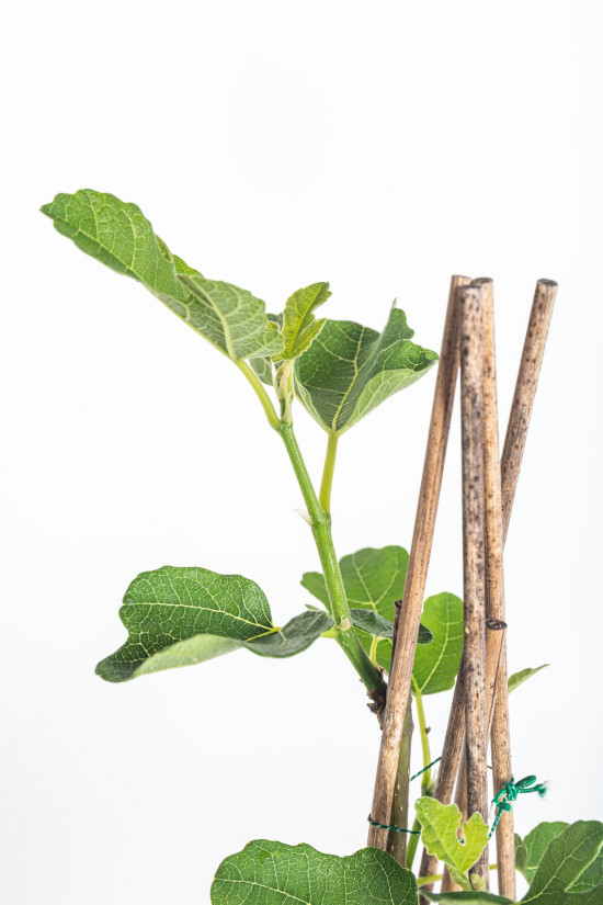 Fíkovník, Ficus carica, velikost kontejneru 1,8 l-22178