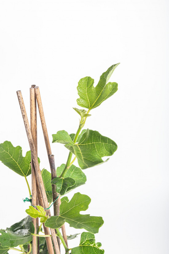 Fíkovník, Ficus carica, velikost kontejneru 1,8 l-22179