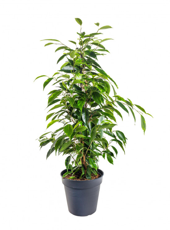 Fíkus, Ficus benjamina Anastasia, zeleno - žlutý, průměr květináče 14 cm