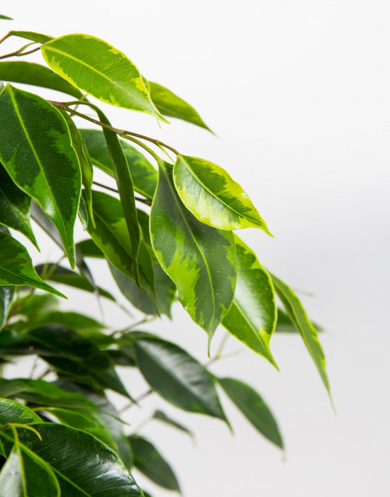Fíkus, Ficus benjamina Anastasia, zeleno - žlutý, průměr květináče 14 cm-20867