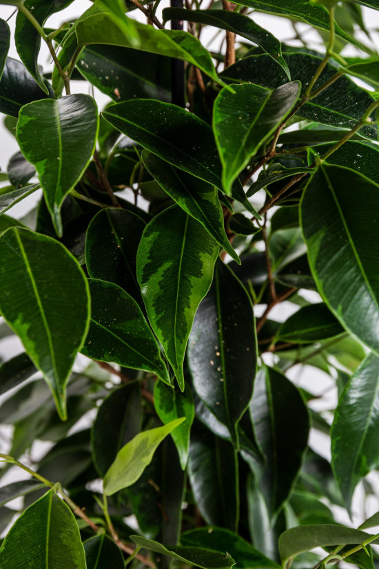 Fíkus, Ficus benjamina Anastasia, zeleno - žlutý, průměr květináče 14 cm-20869