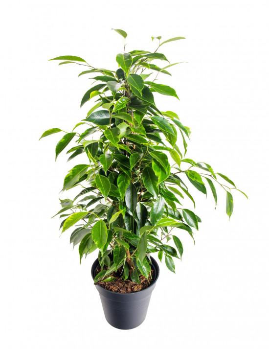 Fíkus, Ficus benjamina Anastasia, zeleno - žlutý, průměr květináče 14 cm-20870