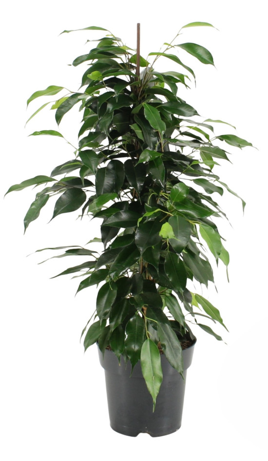 Fíkus, Ficus benjamina Danielle, průměr květináče 17 cm