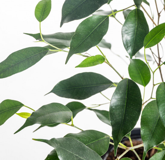 Fíkus, Ficus benjamina Danielle, průměr květináče 17 cm-7398
