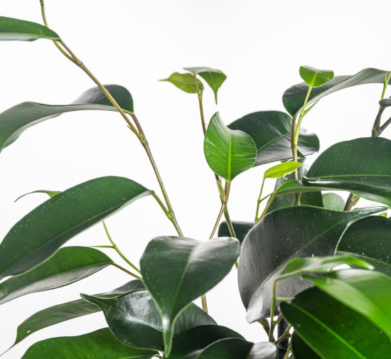 Fíkus, Ficus benjamina Danielle, zelený, průměr květináče 14 cm-20860
