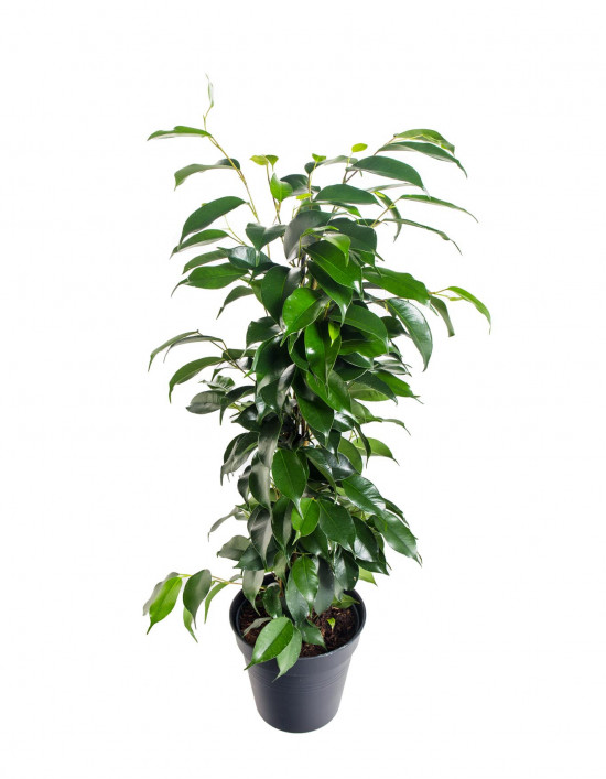 Fíkus, Ficus benjamina Danielle, zelený, průměr květináče 14 cm-20861
