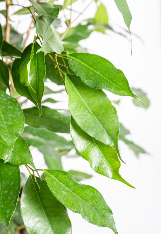 Fíkus, Ficus benjamina Danielle, zelený, průměr květináče 21 cm-14530