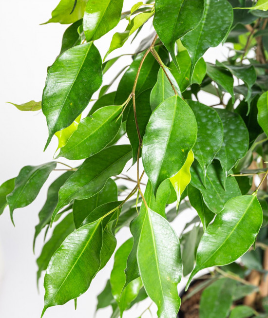Fíkus, Ficus benjamina Danielle, zelený, průměr květináče 21 cm-14531