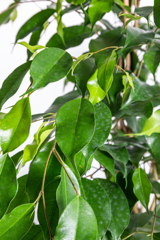 Fíkus, Ficus benjamina Danielle, zelený, průměr květináče 21 cm-14532