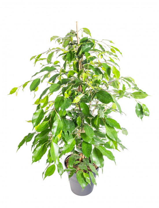 Fíkus, Ficus benjamina Danielle, zelený, průměr květináče 21 cm-14533