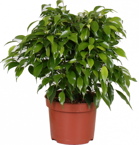 Fíkus, Ficus benjamina Green Kinky, průměr květináče 12 cm