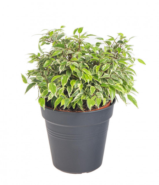 Fíkus, Ficus benjamina Kinky, průměr květináče 12 cm