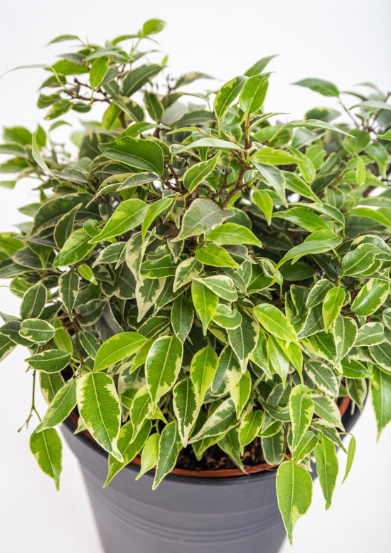 Fíkus, Ficus benjamina Kinky, průměr květináče 12 cm-13881