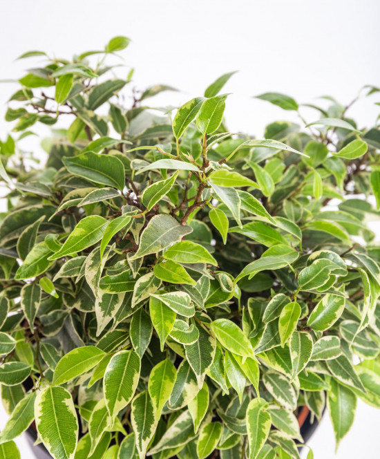 Fíkus, Ficus benjamina Kinky, průměr květináče 12 cm-13882
