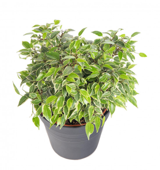 Fíkus, Ficus benjamina Kinky, průměr květináče 12 cm-13883