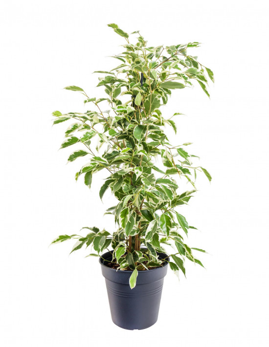 Fíkus, Ficus benjamina Twilight, zeleno - bílý, průměr květináče 14 cm