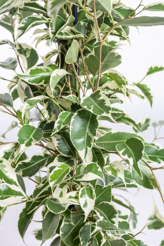 Fíkus, Ficus benjamina Twilight, zeleno - bílý, průměr květináče 14 cm-20855