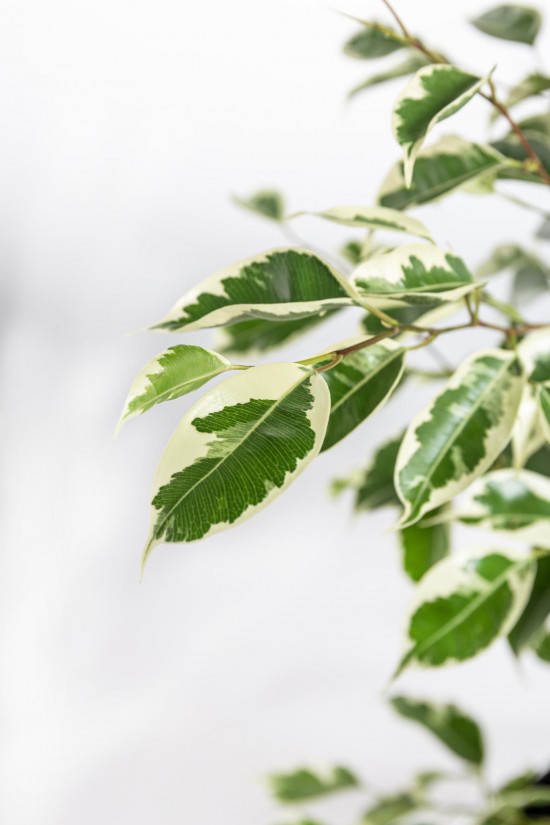 Fíkus, Ficus benjamina Twilight, zeleno - bílý, průměr květináče 14 cm-20856