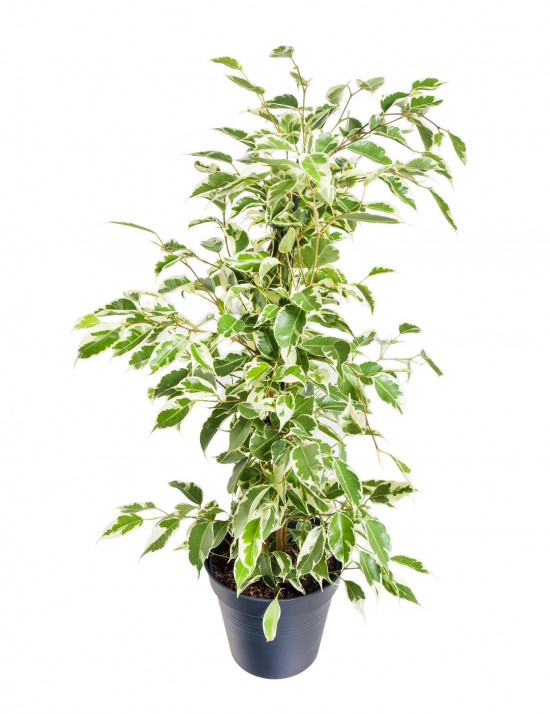 Fíkus, Ficus benjamina Twilight, zeleno - bílý, průměr květináče 14 cm-20857