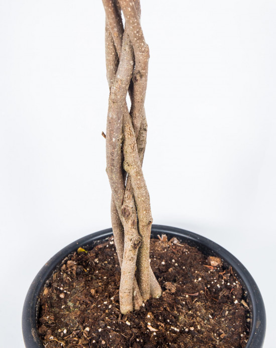 Fíkus, Ficus binnendijkii Amstel King, splétaný kmínek, průměr květináče 24 cm-26866