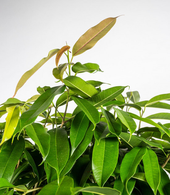Fíkus, Ficus binnendijkii Amstel King, splétaný kmínek, průměr květináče 24 cm-26867