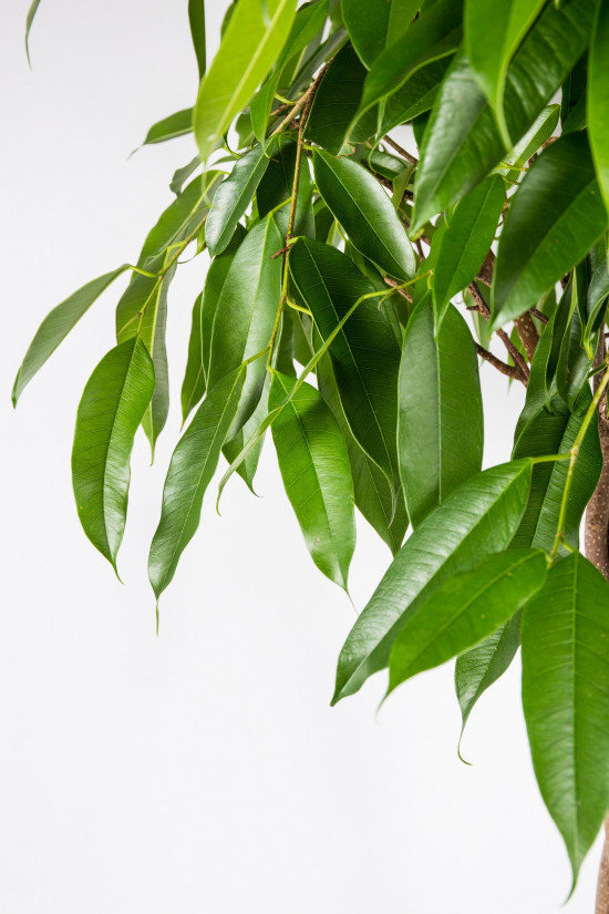 Fíkus, Ficus binnendijkii Amstel King, splétaný kmínek, průměr květináče 24 cm-26868