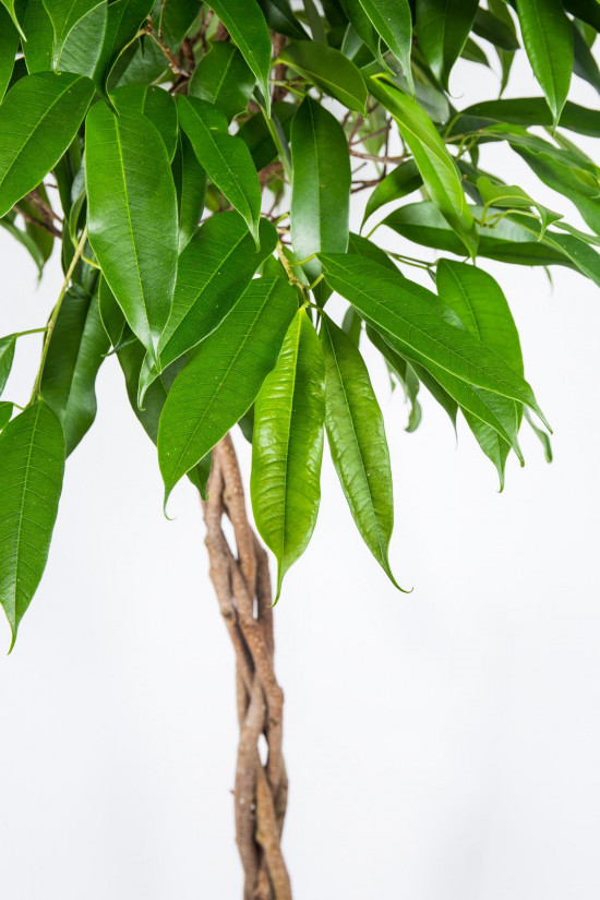 Fíkus, Ficus binnendijkii Amstel King, splétaný kmínek, průměr květináče 24 cm-26869