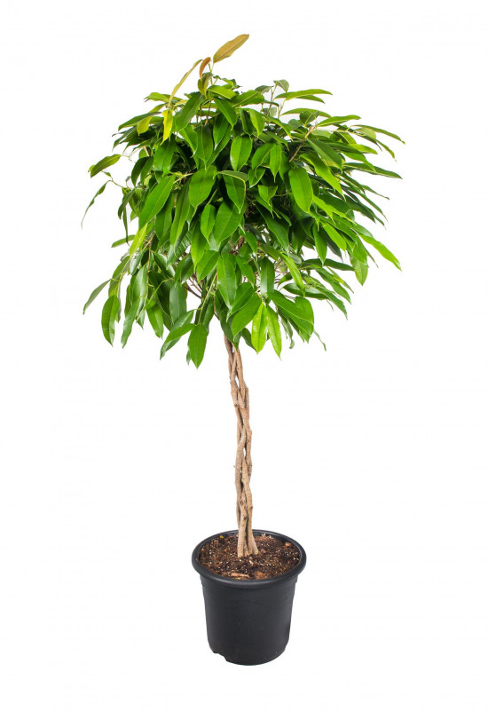 Fíkus, Ficus binnendijkii Amstel King, splétaný kmínek, průměr květináče 24 cm-26870