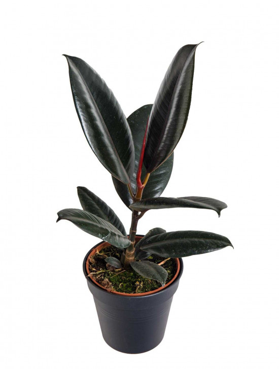 Fíkus, Ficus elastica Abidjan, průměr květináče 12 cm-24538