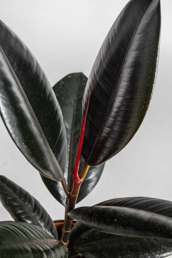 Fíkus, Ficus elastica Abidjan, průměr květináče 12 cm-24539
