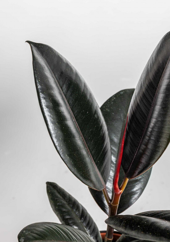 Fíkus, Ficus elastica Abidjan, průměr květináče 12 cm-24540
