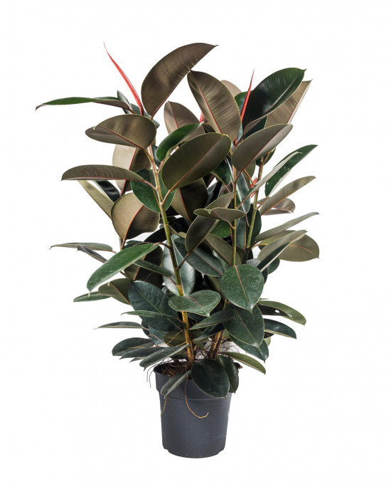 Fíkus, Ficus Elastica Abidjan, vícekmenný, průměr květináče 30 cm