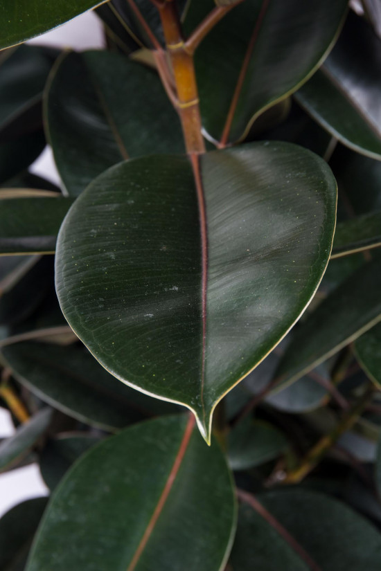Fíkus, Ficus Elastica Abidjan, vícekmenný, průměr květináče 30 cm-20814