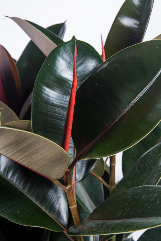 Fíkus, Ficus Elastica Abidjan, vícekmenný, průměr květináče 30 cm-20815