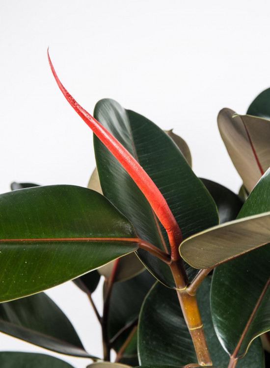 Fíkus, Ficus Elastica Abidjan, vícekmenný, průměr květináče 30 cm-20816