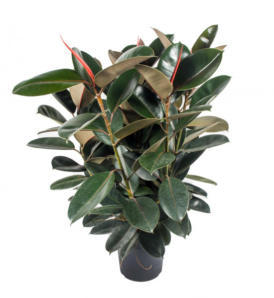 Fíkus, Ficus Elastica Abidjan, vícekmenný, průměr květináče 30 cm-20817