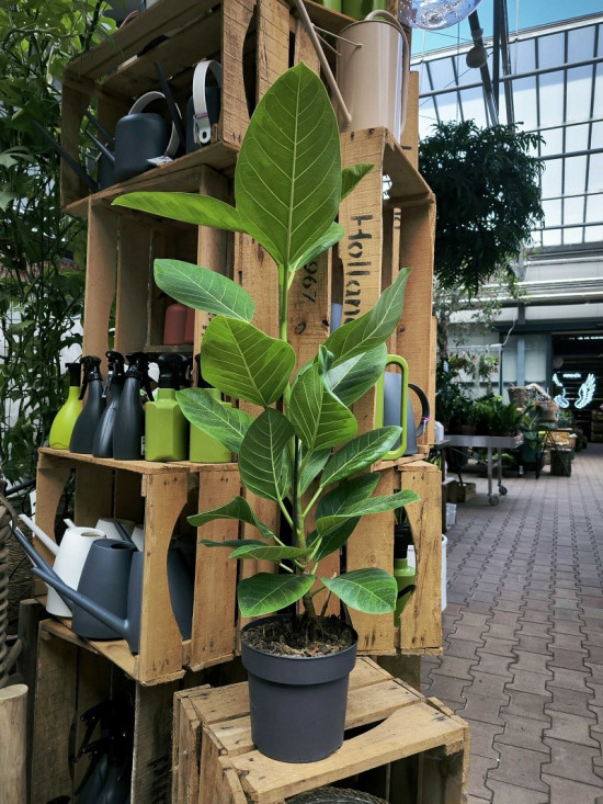 Fíkus, Ficus elastica Altissima, průměr květináče 17 cm-27794
